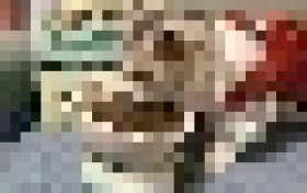 猫粮爱肯拿和百利哪个好